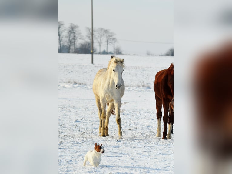 Appaloosa Klacz 3 lat 150 cm Tarantowata in radziejów