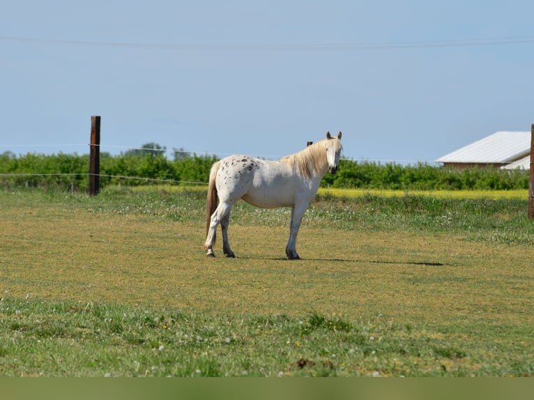 Appaloosa Klacz 3 lat 150 cm Tarantowata in radziejów