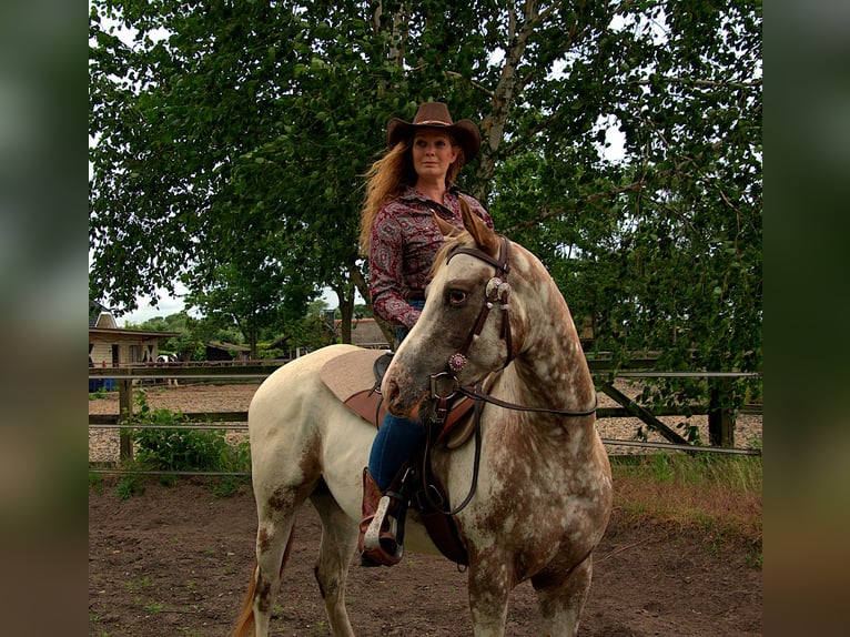 Appaloosa Klacz 3 lat 151 cm Tarantowata in Brielle