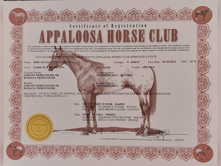 Appaloosa Klacz 3 lat 153 cm Ciemnogniada in Weißkirchen