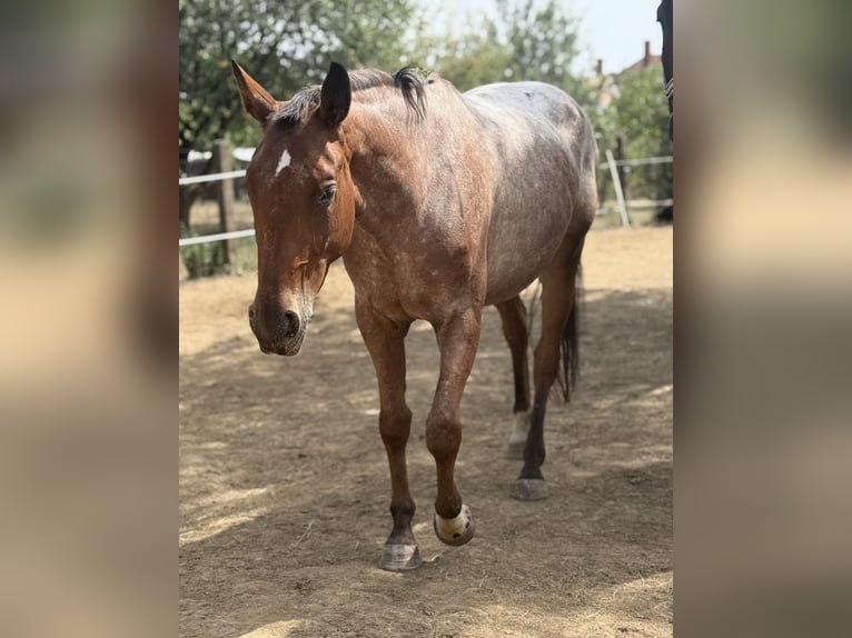 Appaloosa Mix Klacz 3 lat 153 cm Gniadodereszowata in Rechnitz