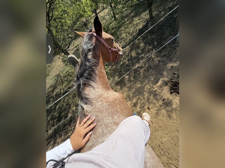 Appaloosa Mix Klacz 3 lat 153 cm Gniadodereszowata in Rechnitz