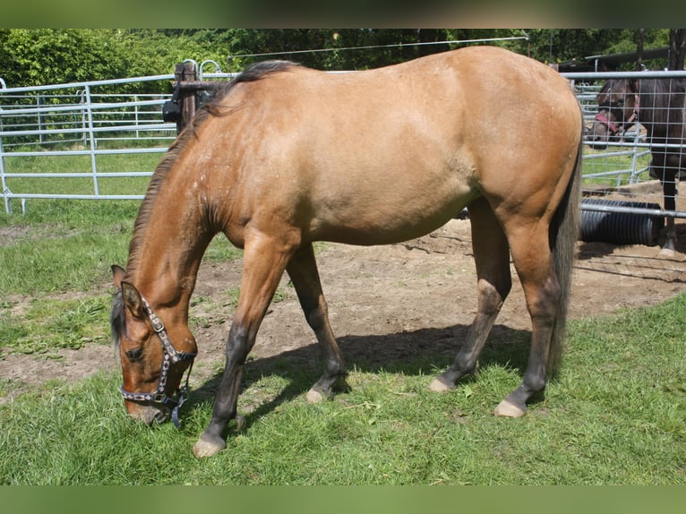 Appaloosa Klacz 3 lat 155 cm Bułana in Gnarrenburg