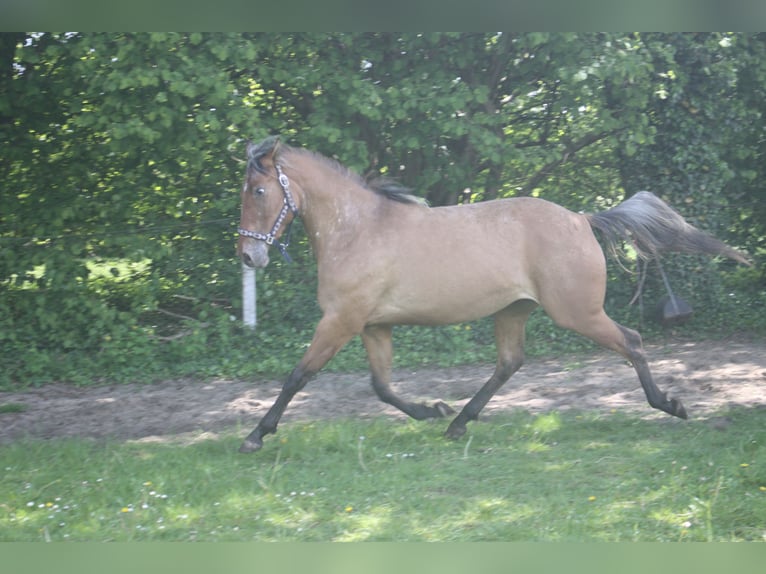 Appaloosa Klacz 3 lat 155 cm Bułana in Gnarrenburg