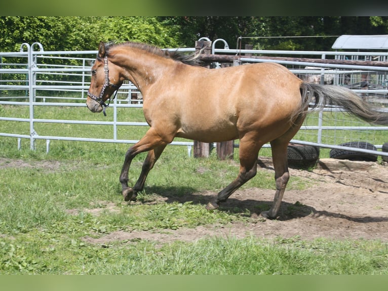 Appaloosa Klacz 3 lat 155 cm Bułana in Gnarrenburg