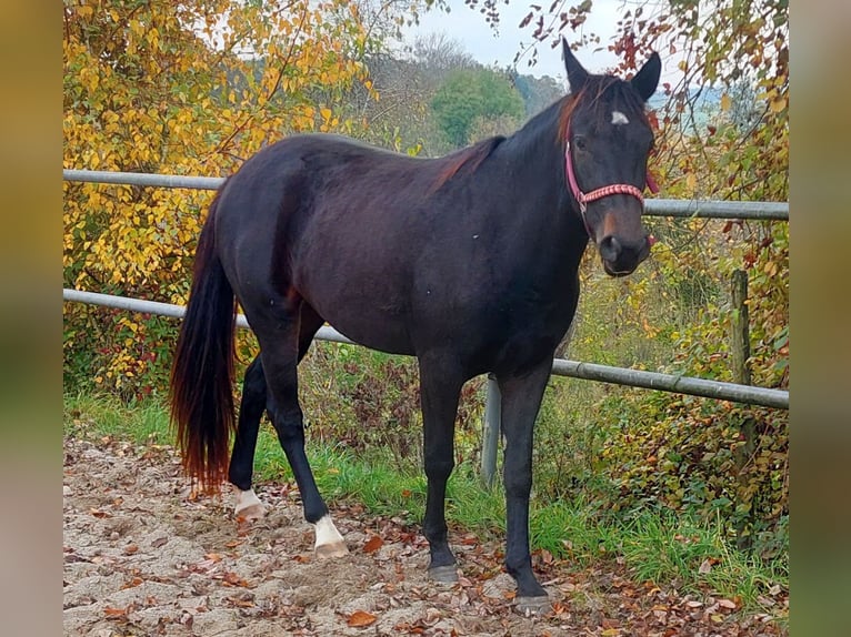 Appaloosa Klacz 3 lat 155 cm Skarogniada in Weißkirchen an der Traun
