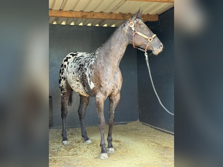 Appaloosa Klacz 3 lat 156 cm Kara in Stadthagen
