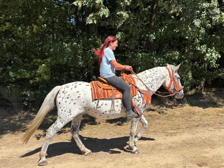 Appaloosa Mix Klacz 3 lat 156 cm Tarantowata in Linkenbach