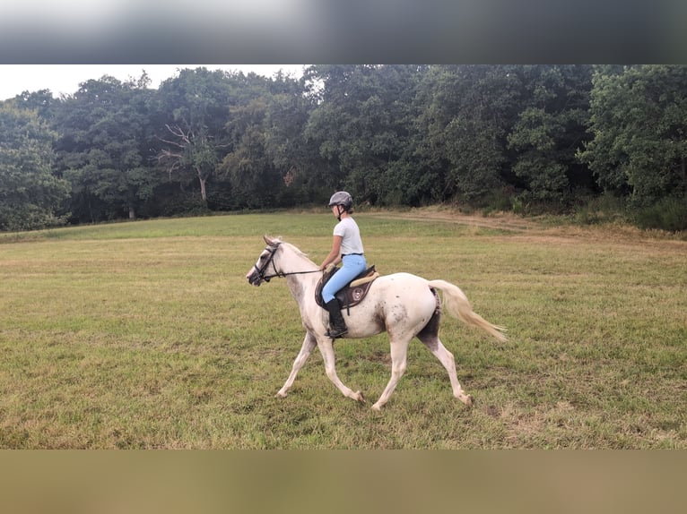 Appaloosa Klacz 3 lat 158 cm Tarantowata in Morsbach