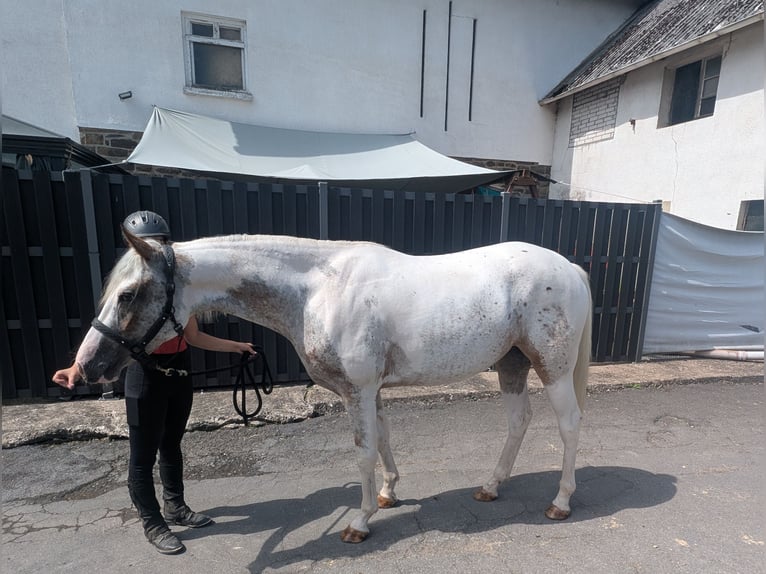Appaloosa Klacz 3 lat 158 cm Tarantowata in Morsbach