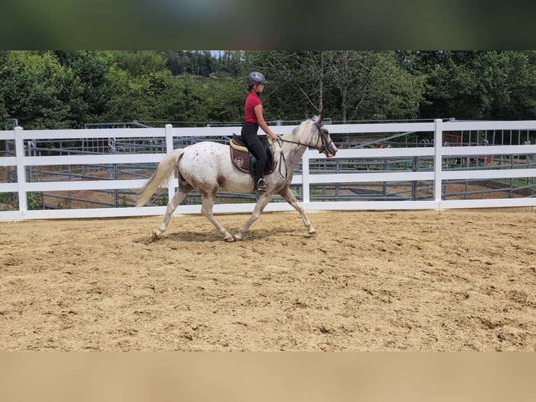 Appaloosa Klacz 3 lat 158 cm Tarantowata in Morsbach