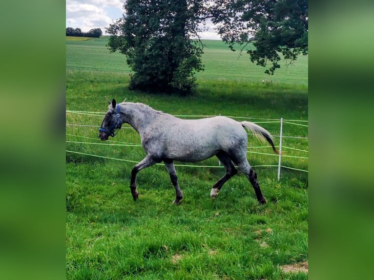 Appaloosa Mix Klacz 3 lat 160 cm Karodereszowata in Neuenmarkt