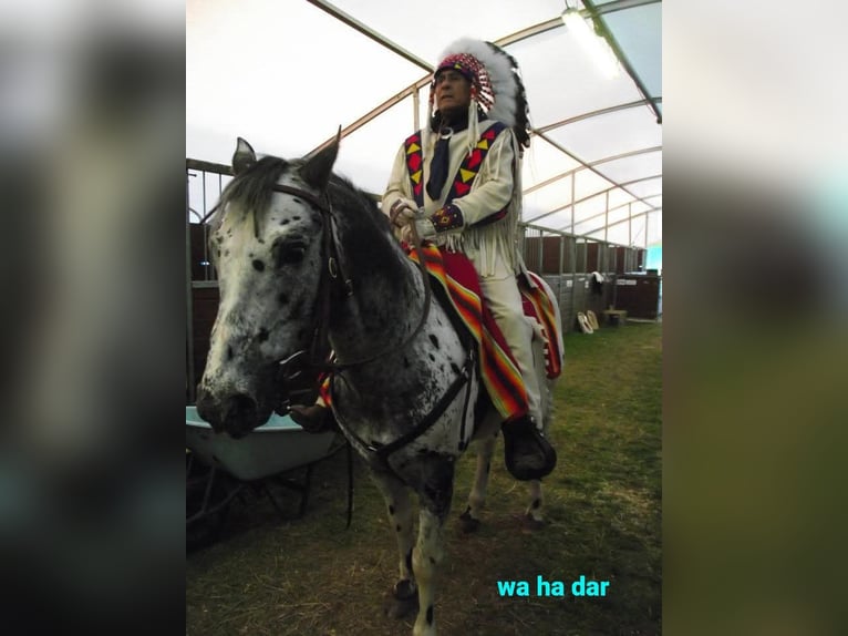 Appaloosa Mix Klacz 3 lat 163 cm Grullo in Ruinen