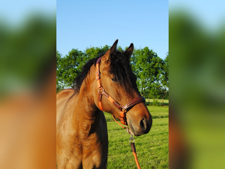 Appaloosa Mix Klacz 3 lat 163 cm Grullo in Ruinen