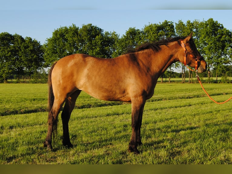 Appaloosa Mix Klacz 3 lat 163 cm Grullo in Ruinen