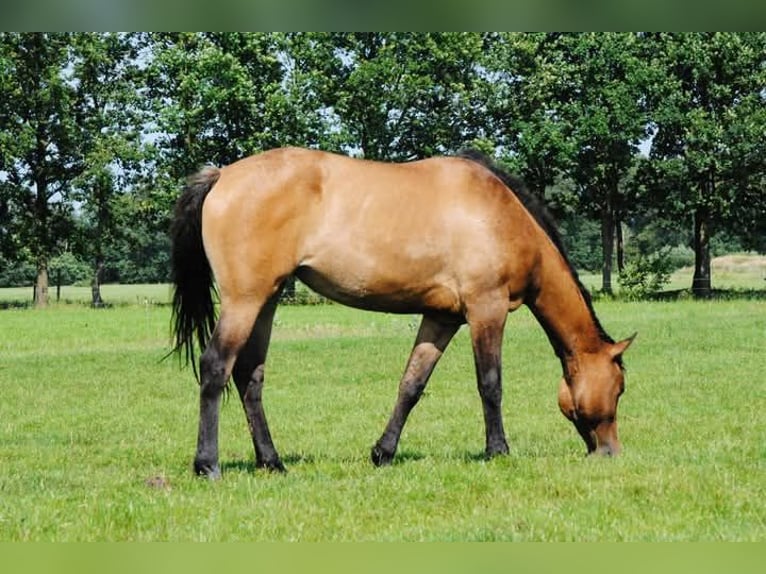 Appaloosa Mix Klacz 3 lat 163 cm Grullo in Ruinen