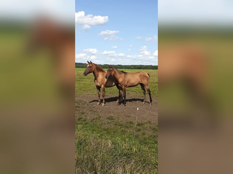 Appaloosa Mix Klacz 3 lat 163 cm Grullo in Ruinen