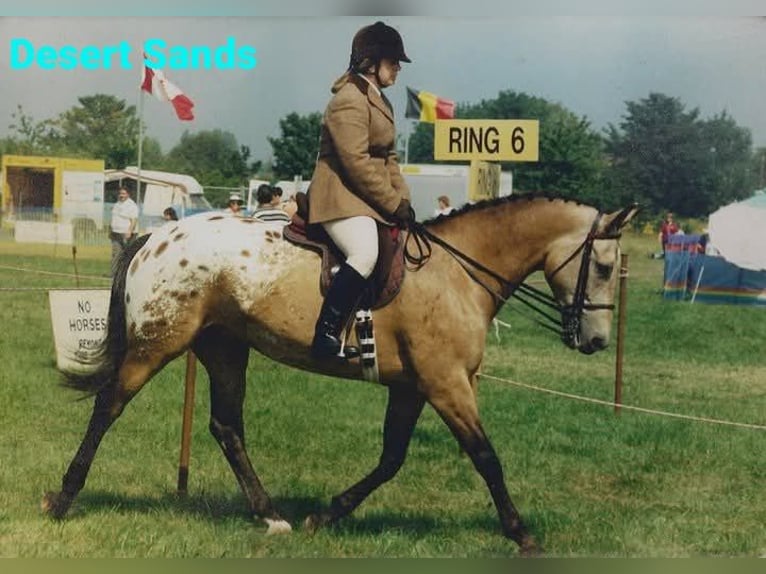 Appaloosa Mix Klacz 3 lat 163 cm Grullo in Ruinen