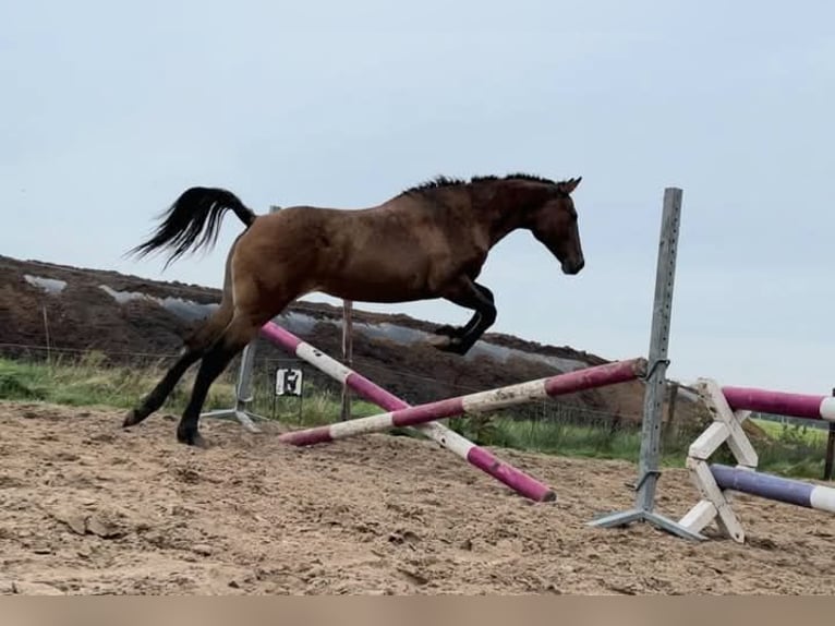 Appaloosa Mix Klacz 3 lat 163 cm Grullo in Ruinen