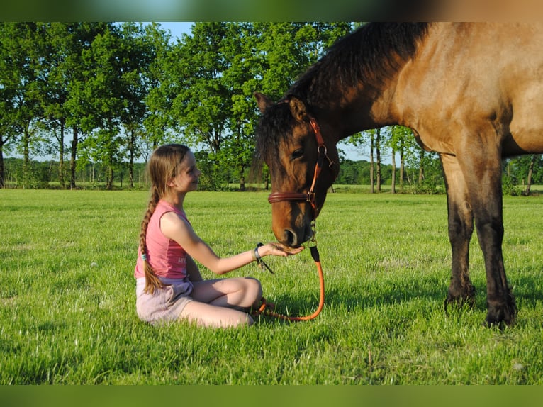 Appaloosa Mix Klacz 3 lat 163 cm Grullo in Ruinen