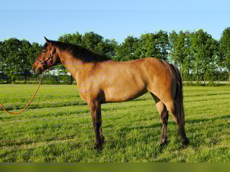 Appaloosa Mix Klacz 3 lat 163 cm Grullo in Ruinen