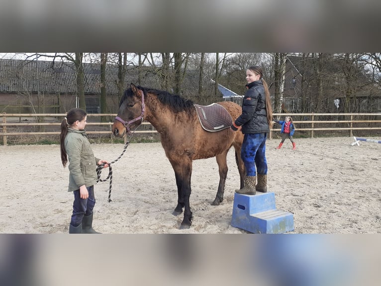 Appaloosa Mix Klacz 3 lat 163 cm Grullo in Ruinen