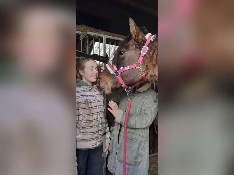 Appaloosa Mix Klacz 3 lat 163 cm Grullo in Ruinen