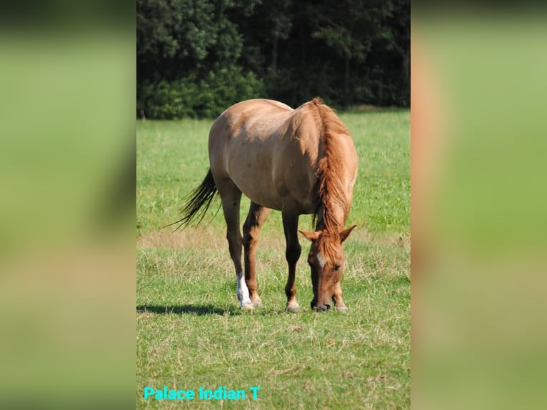 Appaloosa Mix Klacz 3 lat 163 cm Grullo in Ruinen