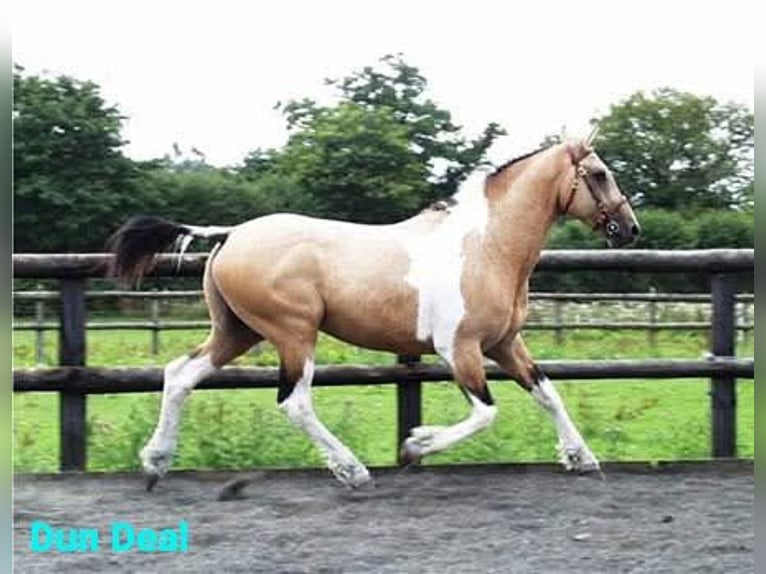 Appaloosa Mix Klacz 3 lat 163 cm Grullo in Ruinen