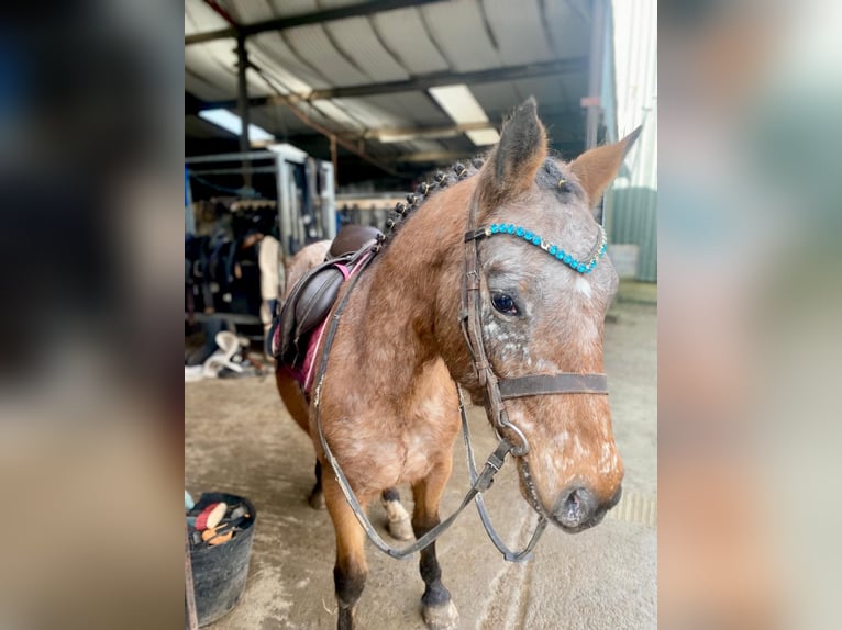 Appaloosa Klacz 4 lat 128 cm Kasztanowatodereszowata in Sligo