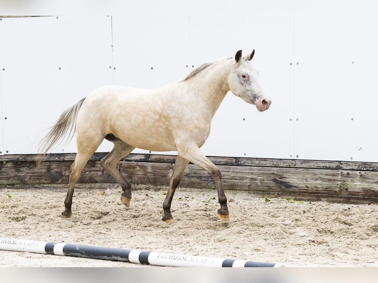 Appaloosa Klacz 4 lat 136 cm Izabelowata in Waddinxveen