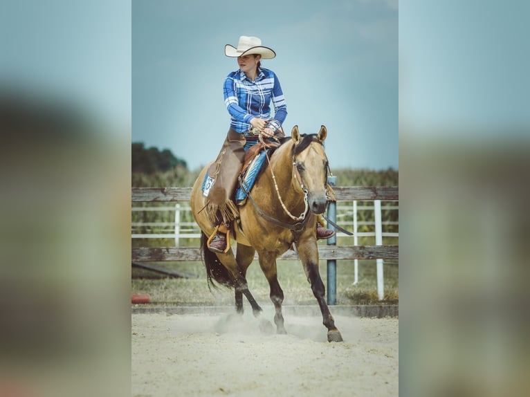 Appaloosa Klacz 4 lat 145 cm Jelenia in Rechenberg-Bienenmühle