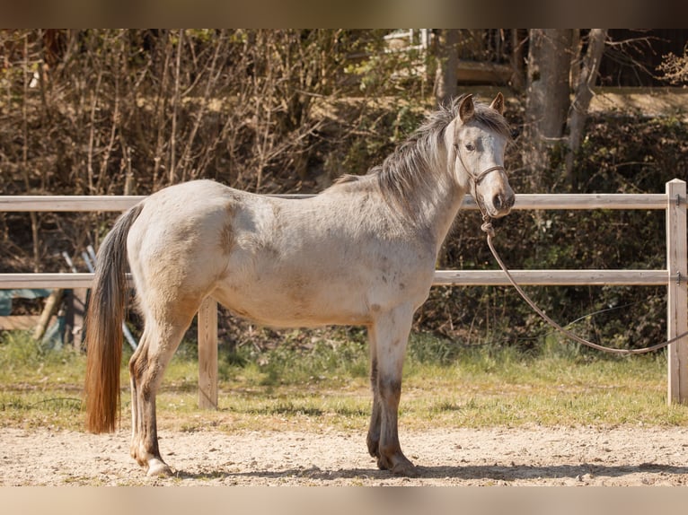 Appaloosa Mix Klacz 4 lat 148 cm Jelenia in Holzappel