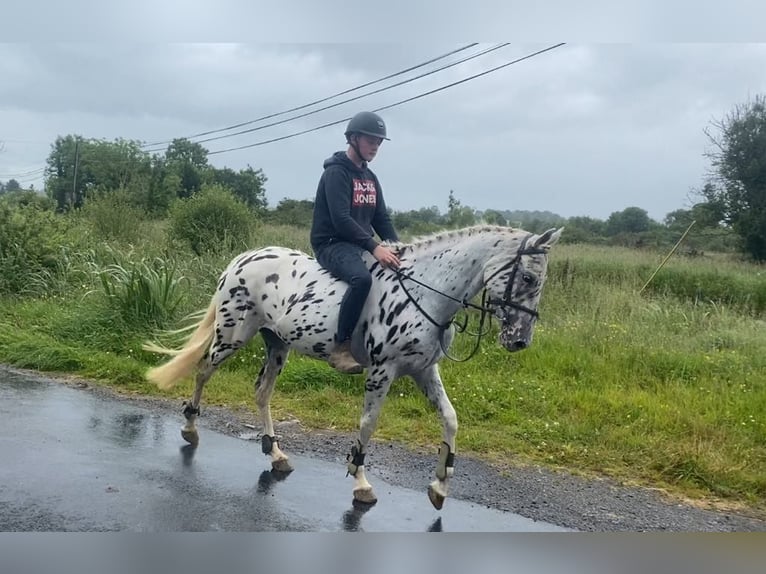 Appaloosa Klacz 4 lat 148 cm Tarantowata in Sligo