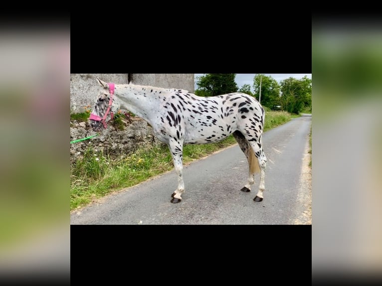 Appaloosa Klacz 4 lat 148 cm Tarantowata in Sligo