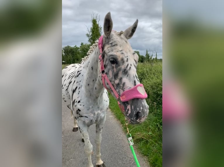 Appaloosa Klacz 4 lat 148 cm Tarantowata in Sligo