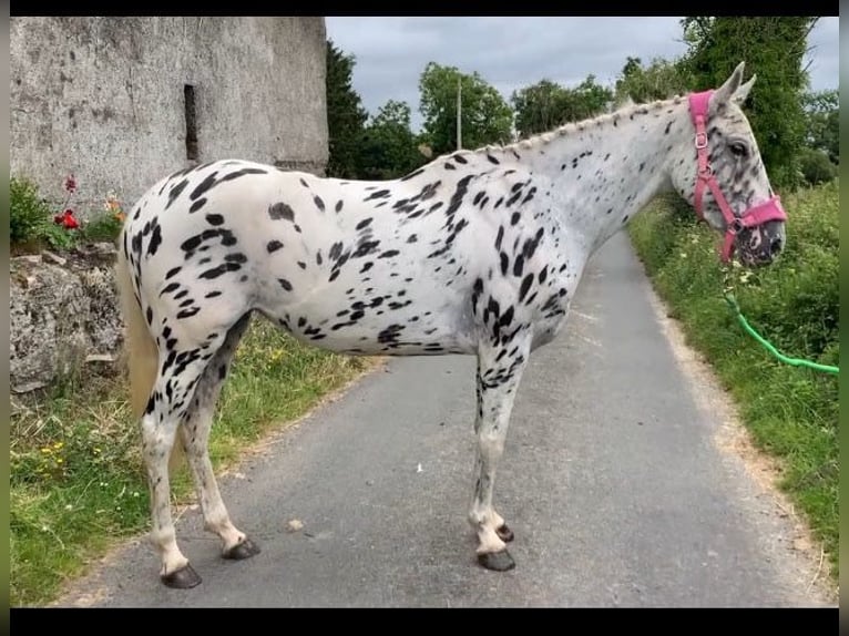 Appaloosa Klacz 4 lat 148 cm Tarantowata in Sligo