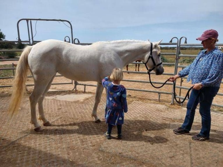 Appaloosa Mix Klacz 4 lat 152 cm in Campos (Ballearen-Mallorca)