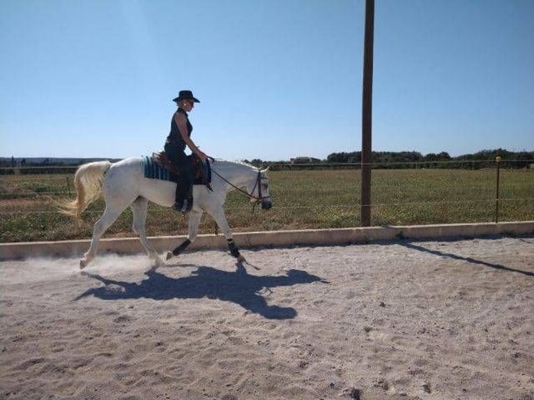 Appaloosa Mix Klacz 4 lat 152 cm in Campos (Ballearen-Mallorca)