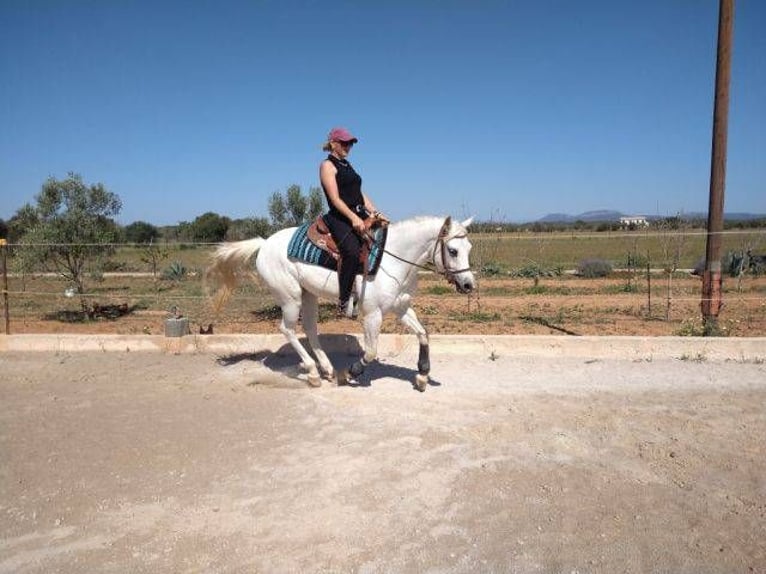 Appaloosa Mix Klacz 4 lat 152 cm in Campos (Ballearen-Mallorca)