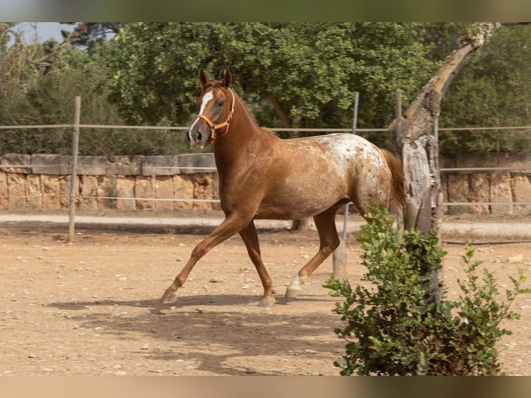 Appaloosa Klacz 4 lat 154 cm Gniada in Algaida