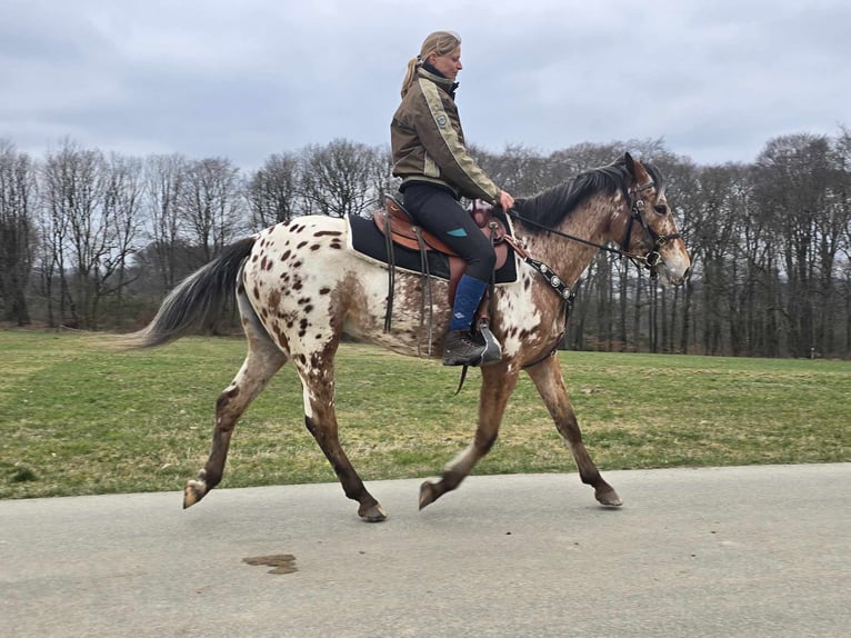 Appaloosa Klacz 4 lat 154 cm Tarantowata in Linkenbach