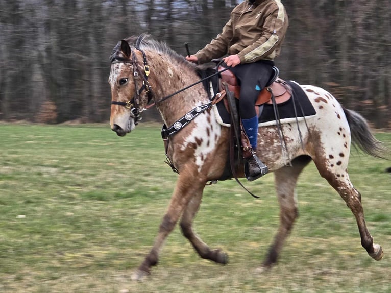 Appaloosa Klacz 4 lat 154 cm Tarantowata in Linkenbach