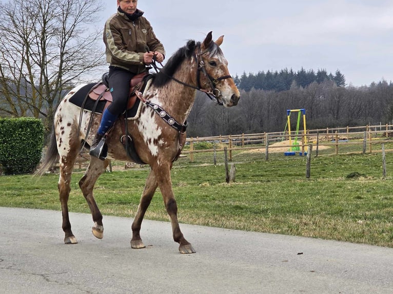 Appaloosa Klacz 4 lat 154 cm Tarantowata in Linkenbach