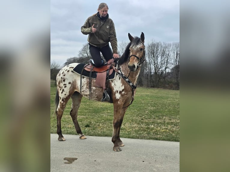 Appaloosa Klacz 4 lat 154 cm Tarantowata in Linkenbach