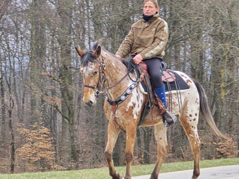 Appaloosa Klacz 4 lat 154 cm Tarantowata in Linkenbach