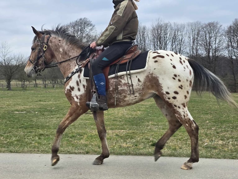 Appaloosa Klacz 4 lat 154 cm Tarantowata in Linkenbach