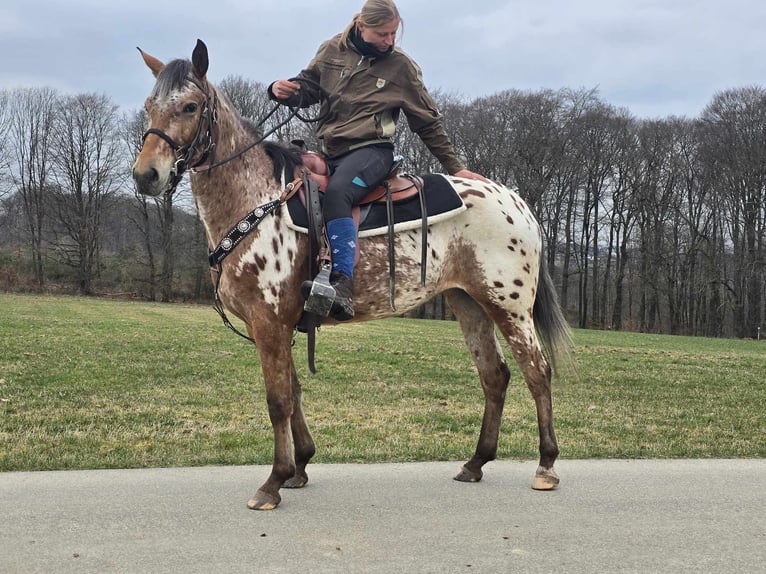 Appaloosa Klacz 4 lat 154 cm Tarantowata in Linkenbach