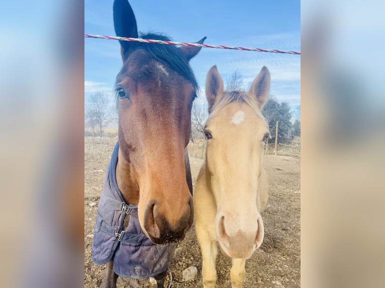 Appaloosa Klacz 4 lat 155 cm Szampańska in Istres