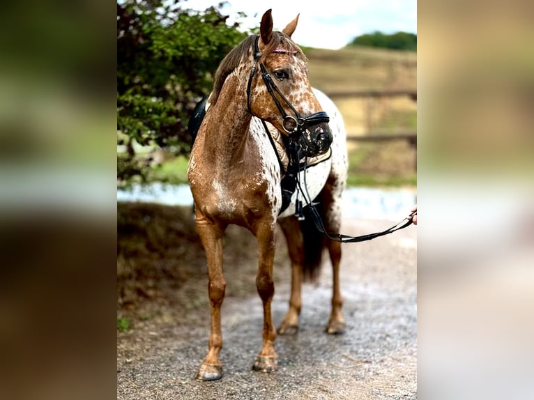 Appaloosa Klacz 4 lat 155 cm Tarantowata in Bexbach